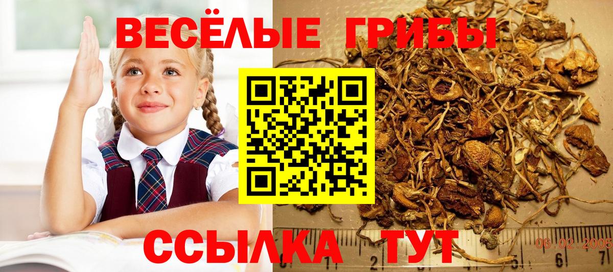 Галлюциногенные грибы прущие грибы Сланцы